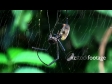 Spider Golden Orb 1 1296